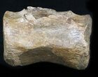 Thescelosaurus Caudal Vertebrae - Montana #34643-2